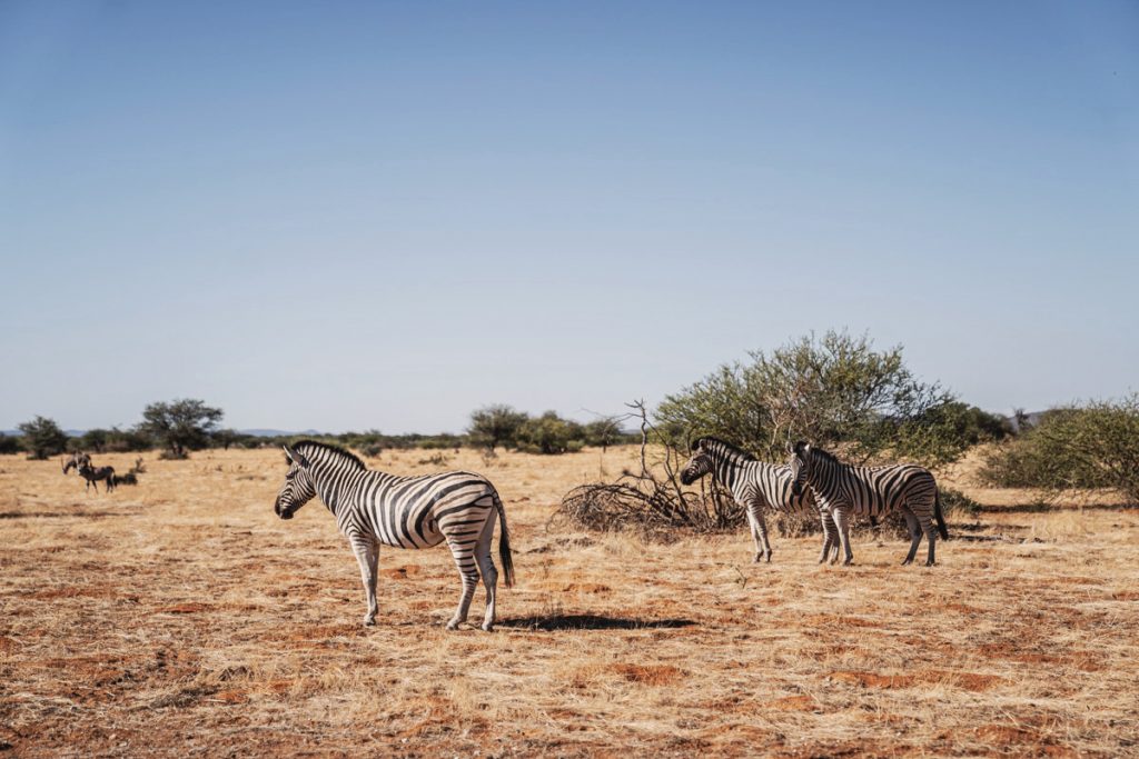 Conseil et Itinéraire en Namibie - Parc National d'Etosha