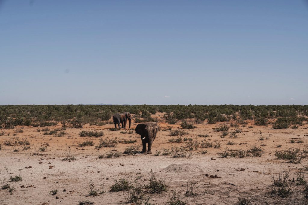 Conseil et Itinéraire en Namibie - Parc National d'Etosha
